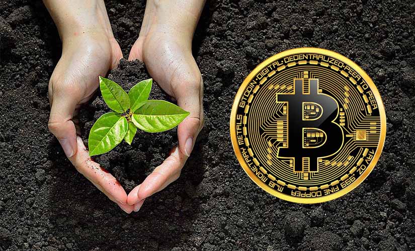 Деревья за биткоины